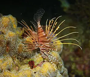 Lion Fish Prints: Lionfish, Pterois Deep Sea Exploration 2025