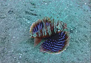 Lion Fish Prints: Lionfish, Pterois Deep Sea Exploration 2025