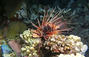 Lion Fish Prints: Lionfish, Pterois Deep Sea Exploration 2025