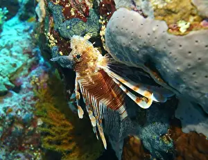 Lion Fish Prints: Lionfish, Pterois Deep Sea Exploration 2025