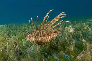 Pterois Volitans Prints: Lionfish (Pterois miles) in the Red Sea colorful fish, Eilat Israel