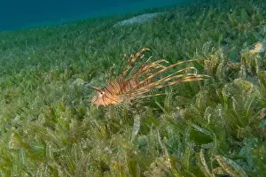 Pterois Volitans Prints: Lionfish (Pterois miles) in the Red Sea colorful fish, Eilat Israel