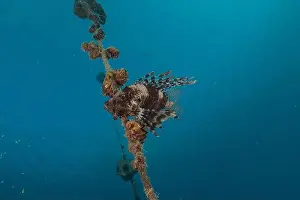 Lionfish (Pterois miles) in the Red Sea colorful fish, Eilat Israel