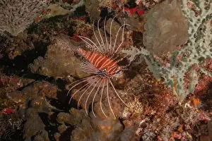 Lion Fish Prints: Lionfish (Pterois miles) in the Sea of the Philippines