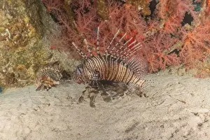 Lion Fish Prints: Lionfish (Pterois miles) in the Sea of the Philippines