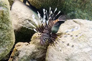 Stripped Prints: Lionfish (Pterois mombasae). Scorpaenidae - beautiful and dangerous sea fish on Maldives island