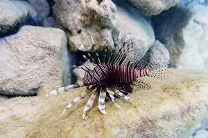 Stripped Prints: Lionfish (Pterois mombasae). Scorpaenidae - beautiful and dangerous sea fish on Maldives island