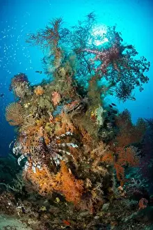 Scorpaenidae Prints: Lionfish (Pterois volitans) in front of cluster of colourful soft corals and sea fans