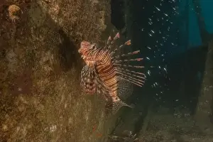 Volitans Prints: Lionfish in the Red Sea colorful fish, Eilat Israel