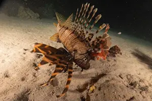 Volitans Prints: Lionfish in the Red Sea colorful fish, Eilat Israel