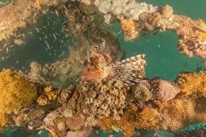 Volitans Prints: Lionfish in the Red Sea colorful fish, Eilat Israel