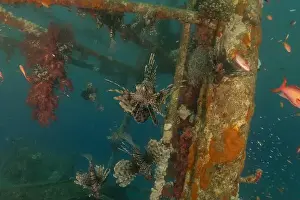 Volitans Prints: Lionfish in the Red Sea colorful fish, Eilat Israel