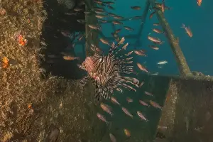 Volitans Prints: Lionfish in the Red Sea colorful fish, Eilat Israel
