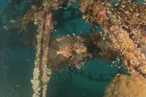 Volitans Prints: Lionfish in the Red Sea colorful fish, Eilat Israel