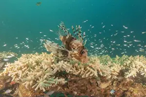 Volitans Prints: Lionfish in the Red Sea colorful fish, Eilat Israel