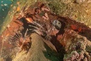 Volitans Prints: Lionfish in the Red Sea colorful fish, Eilat Israel