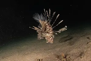 Volitans Prints: Lionfish in the Red Sea colorful fish, Eilat Israel