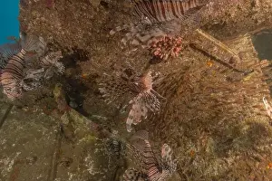 Volitans Prints: Lionfish in the Red Sea colorful fish, Eilat Israel