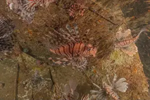Volitans Prints: Lionfish in the Red Sea colorful fish, Eilat Israel