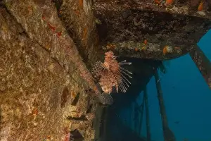 Volitans Prints: Lionfish in the Red Sea colorful fish, Eilat Israel