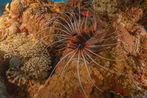 Volitans Prints: Lionfish in the Red Sea colorful fish, Eilat Israel