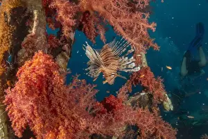 Volitans Prints: Lionfish in the Red Sea colorful fish, Eilat Israel