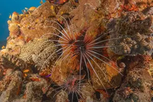 Volitans Prints: Lionfish in the Red Sea colorful fish, Eilat Israel