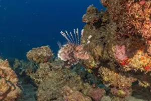 Volitans Prints: Lionfish in the Red Sea colorful fish, Eilat Israel