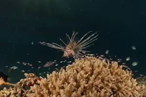Pterois Volitans Prints: Lionfish in the Red Sea colorful fish, Eilat Israel