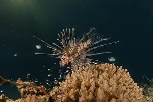 Pterois Volitans Prints: Lionfish in the Red Sea colorful fish, Eilat Israel