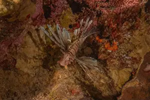 Pterois Volitans Prints: Lionfish in the Red Sea colorful fish, Eilat Israel