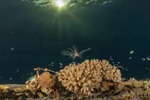 Pterois Volitans Prints: Lionfish in the Red Sea colorful fish, Eilat Israel