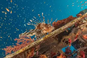 Pterois Volitans Prints: Lionfish in the Red Sea colorful fish, Eilat Israel