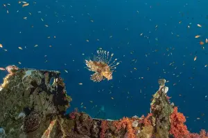 Pterois Volitans Prints: Lionfish in the Red Sea colorful fish, Eilat Israel