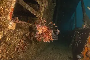 Pterois Volitans Prints: Lionfish in the Red Sea colorful fish, Eilat Israel