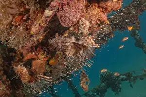 Pterois Volitans Prints: Lionfish in the Red Sea colorful fish, Eilat Israel