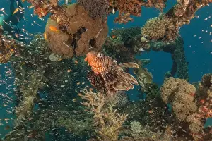 Pterois Volitans Prints: Lionfish in the Red Sea colorful fish, Eilat Israel