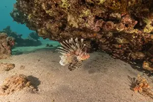 Pterois Volitans Prints: Lionfish in the Red Sea colorful fish, Eilat Israel