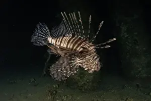 Pterois Volitans Prints: Lionfish in the Red Sea colorful fish, Eilat Israel