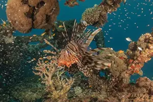 Pterois Volitans Prints: Lionfish in the Red Sea colorful fish, Eilat Israel