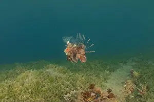 Pterois Volitans Prints: Lionfish in the Red Sea colorful fish, Eilat Israel