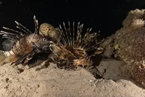Pterois Volitans Prints: Lionfish in the Red Sea colorful fish, Eilat Israel