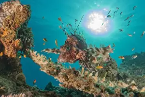 Pterois Volitans Prints: Lionfish in the Red Sea colorful fish, Eilat Israel