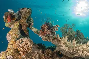 Pterois Volitans Prints: Lionfish in the Red Sea colorful fish, Eilat Israel