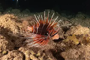 Pterois Volitans Prints: Lionfish in the Red Sea colorful fish, Eilat Israel