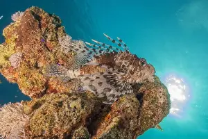 Pterois Volitans Prints: Lionfish in the Red Sea colorful fish, Eilat Israel
