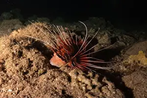Pterois Volitans Prints: Lionfish in the Red Sea colorful fish, Eilat Israel