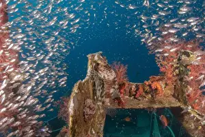 Pterois Volitans Prints: Lionfish in the Red Sea colorful fish, Eilat Israel