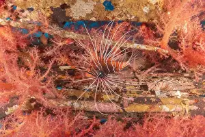 Pterois Volitans Prints: Lionfish in the Red Sea colorful fish, Eilat Israel