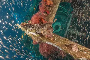 Pterois Volitans Prints: Lionfish in the Red Sea colorful fish, Eilat Israel